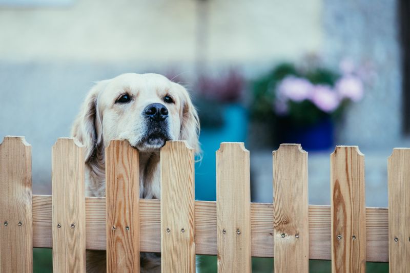 Wooden Dog Fence Installation